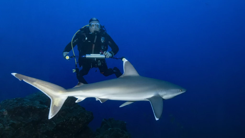 Plongeur en train de filmer un requin à pointe blanche des récifs